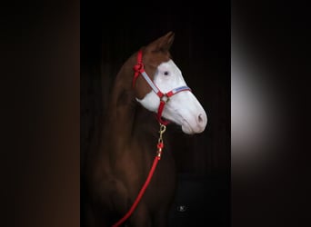 American Quarter Horse, Merrie, 2 Jaar, 144 cm, Vos