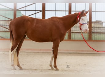 American Quarter Horse, Merrie, 2 Jaar, 144 cm, Vos