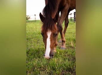 American Quarter Horse Mix, Merrie, 2 Jaar, 145 cm, Bruin