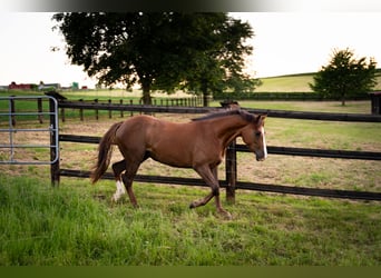 American Quarter Horse Mix, Merrie, 2 Jaar, 145 cm, Bruin