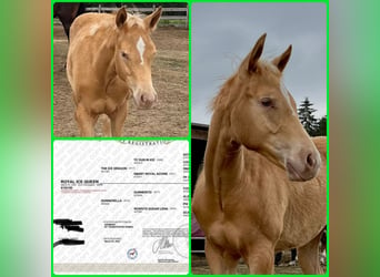 American Quarter Horse, Merrie, 2 Jaar, 145 cm, Champagne