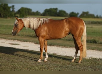 American Quarter Horse, Merrie, 2 Jaar, 145 cm, Palomino