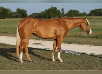 American Quarter Horse, Merrie, 2 Jaar, 145 cm, Palomino