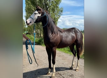 American Quarter Horse, Merrie, 2 Jaar, 145 cm, Zwartbruin