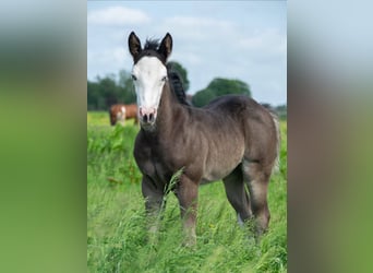 American Quarter Horse, Merrie, 2 Jaar, 145 cm, Zwartbruin