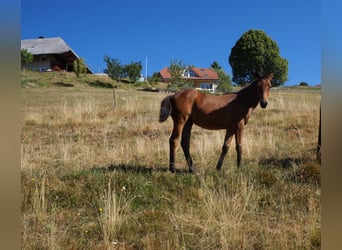 American Quarter Horse, Merrie, 2 Jaar, 146 cm, Brauner