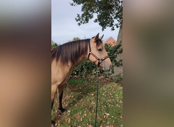 American Quarter Horse, Merrie, 2 Jaar, 146 cm, Buckskin