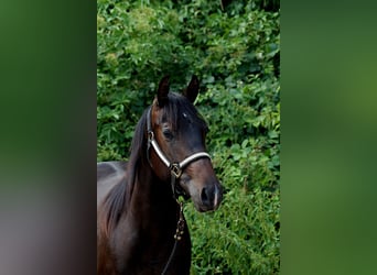 American Quarter Horse, Merrie, 2 Jaar, 146 cm, Donkerbruin