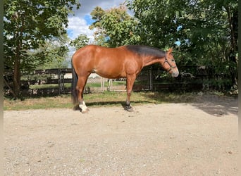 American Quarter Horse, Merrie, 2 Jaar, 147 cm, Bruin