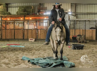 American Quarter Horse, Merrie, 2 Jaar, 147 cm, Buckskin