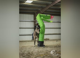 American Quarter Horse, Merrie, 2 Jaar, 147 cm, Buckskin