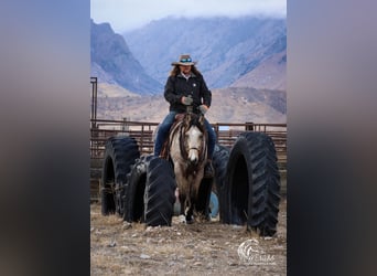 American Quarter Horse, Merrie, 2 Jaar, 147 cm, Buckskin