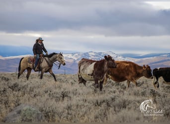 American Quarter Horse, Merrie, 2 Jaar, 147 cm, Buckskin