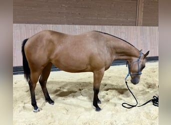 American Quarter Horse, Merrie, 2 Jaar, 147 cm, Buckskin