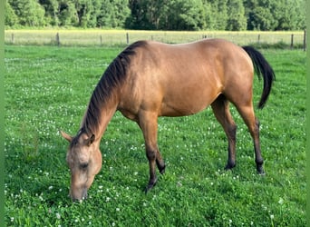 American Quarter Horse, Merrie, 2 Jaar, 147 cm, Buckskin