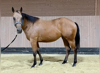 American Quarter Horse, Merrie, 2 Jaar, 147 cm, Buckskin