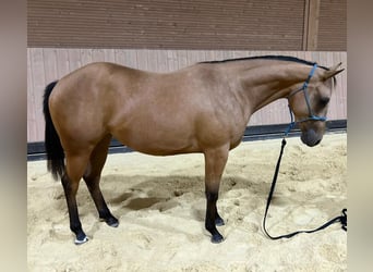 American Quarter Horse, Merrie, 2 Jaar, 147 cm, Buckskin