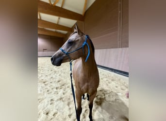 American Quarter Horse, Merrie, 2 Jaar, 147 cm, Buckskin