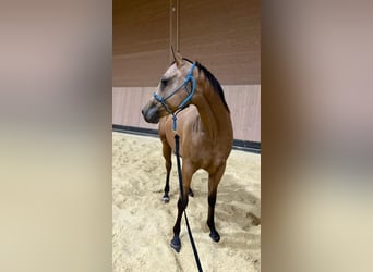 American Quarter Horse, Merrie, 2 Jaar, 147 cm, Buckskin