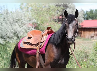 American Quarter Horse, Merrie, 2 Jaar, 147 cm, Roan-Bay