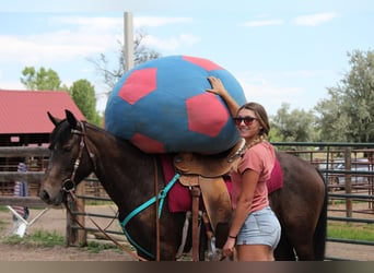 American Quarter Horse, Merrie, 2 Jaar, 147 cm, Roan-Bay