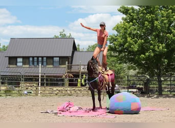American Quarter Horse, Merrie, 2 Jaar, 147 cm, Roan-Bay