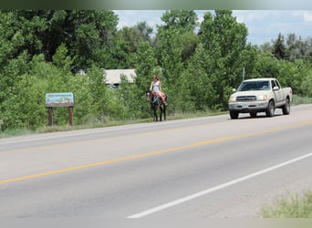 American Quarter Horse, Merrie, 2 Jaar, 147 cm, Roan-Bay