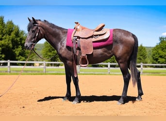 American Quarter Horse, Merrie, 2 Jaar, 147 cm, Roan-Bay