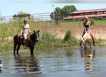 American Quarter Horse, Merrie, 2 Jaar, 147 cm, Roan-Bay