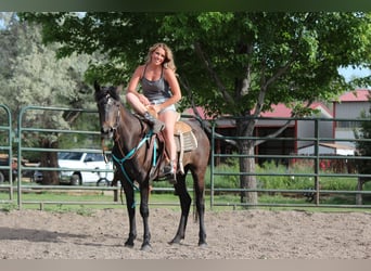 American Quarter Horse, Merrie, 2 Jaar, 147 cm, Roan-Bay