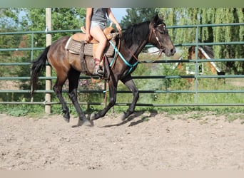 American Quarter Horse, Merrie, 2 Jaar, 147 cm, Roan-Bay