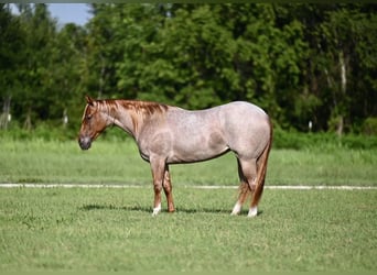 American Quarter Horse, Merrie, 2 Jaar, 147 cm, Roan-Red