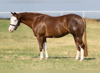 American Quarter Horse, Merrie, 2 Jaar, 147 cm, Roodvos
