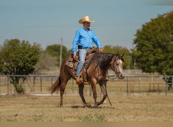 American Quarter Horse, Merrie, 2 Jaar, 147 cm, Schimmel