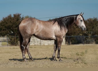 American Quarter Horse, Merrie, 2 Jaar, 147 cm, Schimmel