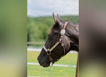 American Quarter Horse, Merrie, 2 Jaar, 147 cm, Zwart