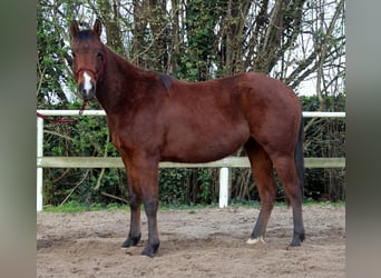 American Quarter Horse, Merrie, 2 Jaar, 148 cm, Brauner