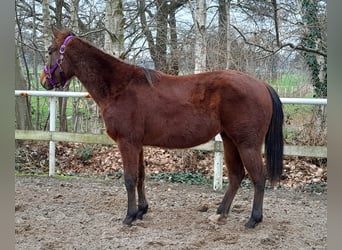 American Quarter Horse, Merrie, 2 Jaar, 148 cm, Brauner