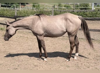 American Quarter Horse, Merrie, 2 Jaar, 148 cm, Grullo