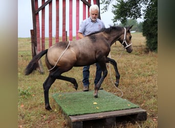 American Quarter Horse, Merrie, 2 Jaar, 148 cm, Schimmel