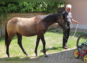 American Quarter Horse, Merrie, 2 Jaar, 148 cm, Schimmel