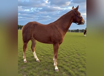 American Quarter Horse, Merrie, 2 Jaar, 148 cm, Vos