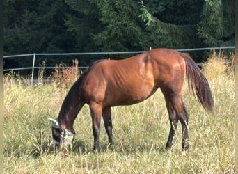 American Quarter Horse, Merrie, 2 Jaar, 150 cm, Bruin
