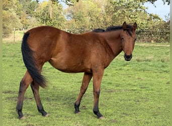 American Quarter Horse, Merrie, 2 Jaar, 150 cm, Bruin