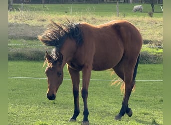 American Quarter Horse, Merrie, 2 Jaar, 150 cm, Bruin