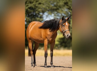 American Quarter Horse, Merrie, 2 Jaar, 150 cm, Bruin
