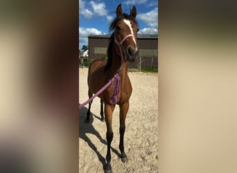 American Quarter Horse, Merrie, 2 Jaar, 150 cm, Bruin