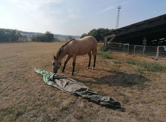 American Quarter Horse, Merrie, 2 Jaar, 150 cm, Buckskin