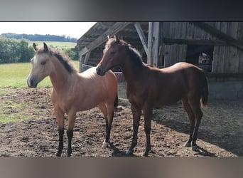 American Quarter Horse, Merrie, 2 Jaar, 150 cm, Buckskin