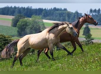 American Quarter Horse, Merrie, 2 Jaar, 150 cm, Buckskin